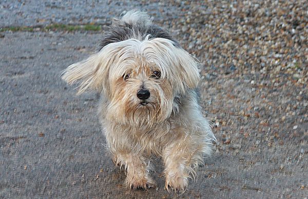 Cornie with a spring in his step