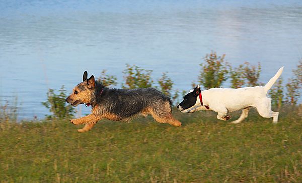 A game of chase