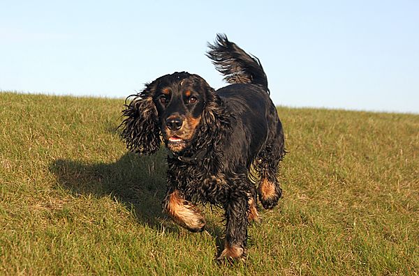 Cocker Spaniel Oskar