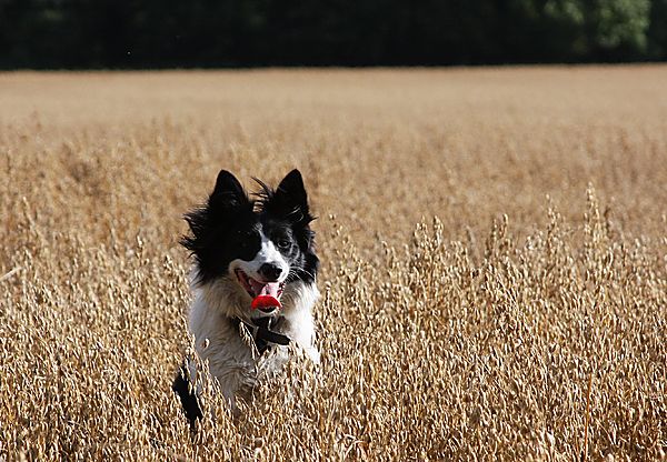Bront running through the wheat