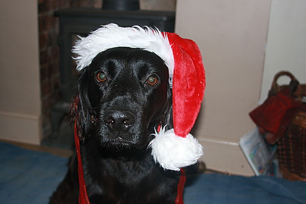 Getting into the spirit of Christmas