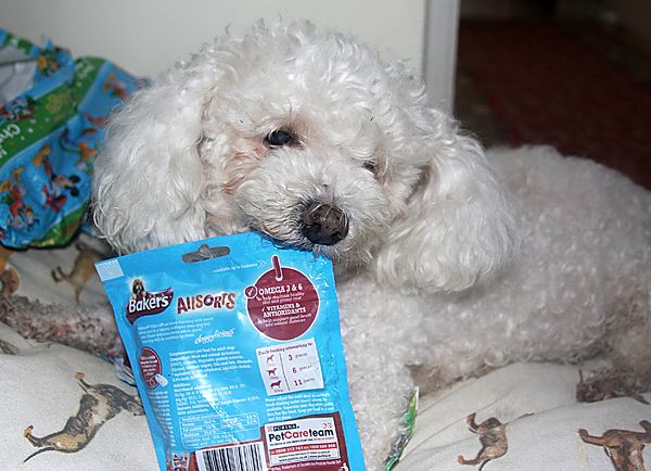 Sherbert unwrapping his Christmas Present