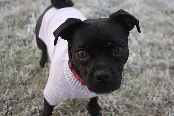 Sooty - Pug Jack Russell Cross