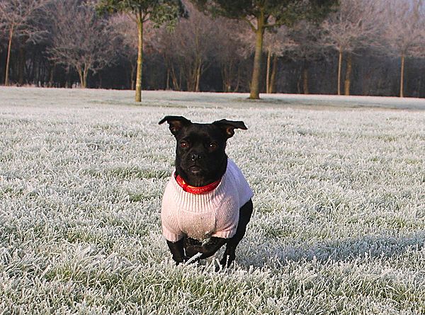 Sooty glad to have her coat on