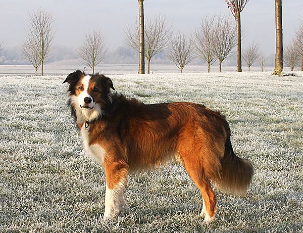 Woody on a frosty winters morning walk