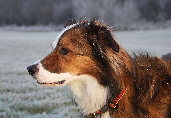 Woody deep in thought