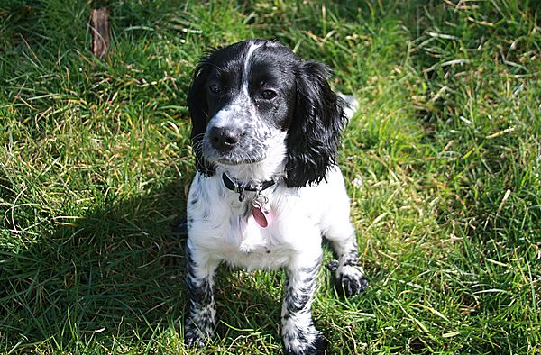 Cocker Spaniel Puppy Isla