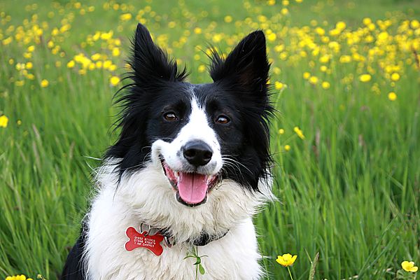 Posing in the Buttercups