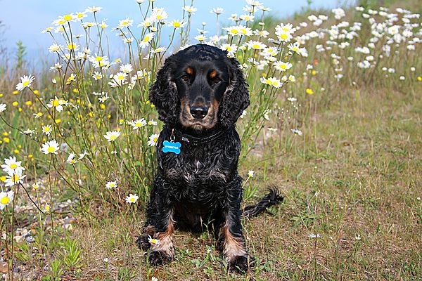 Oskar posing in the daisies