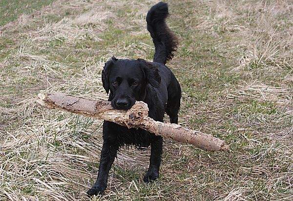 Found the biggest stick to carry