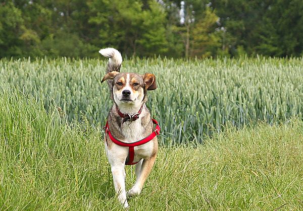Fields are a great place for a dog walk