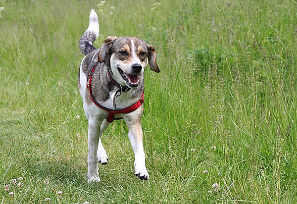 Honey enjoying her walk