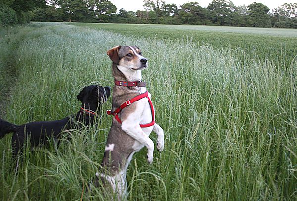 Honey's Meerkat impression