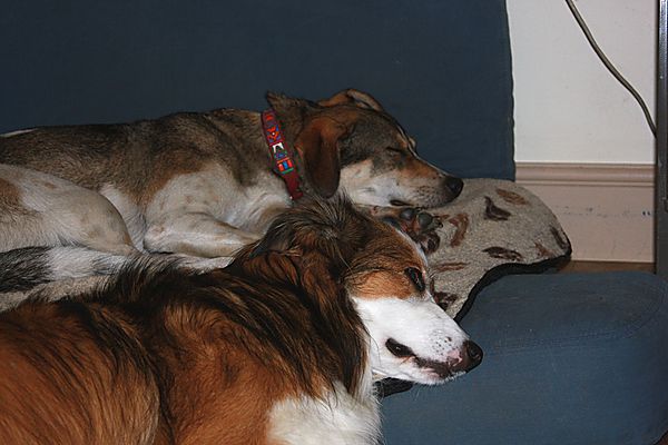 Honey snoozing with Woody