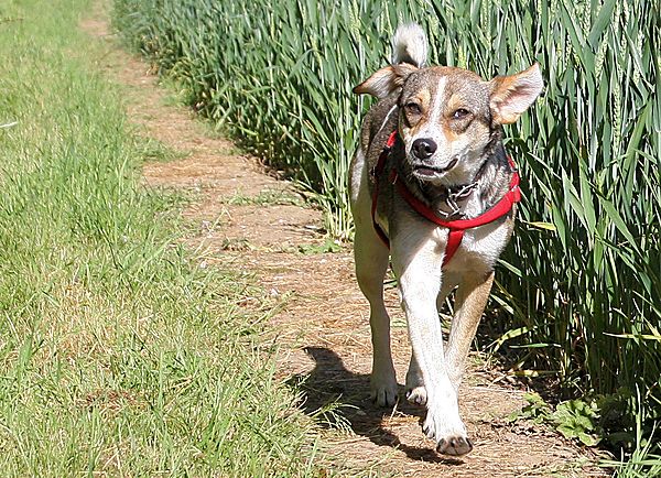 Honey trotting along