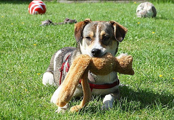 Honey loves a squeeky toy