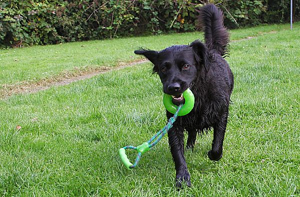 Playtime with Marley