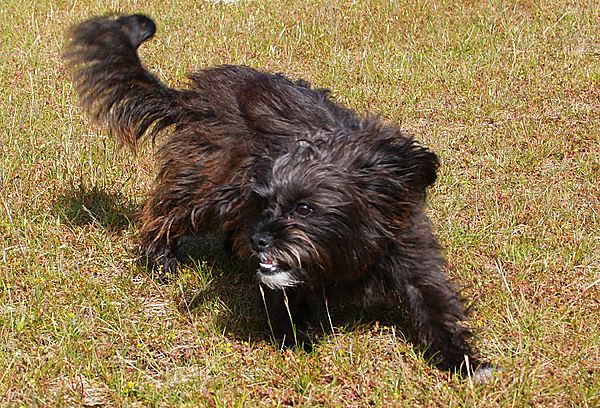 Bonnie - a very playful Shih-poo