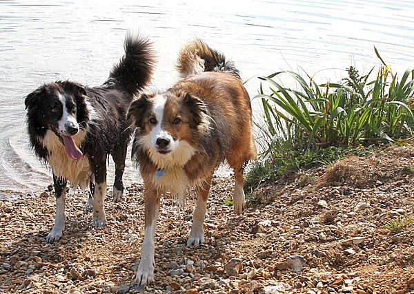 Buster has eyes only for Woody