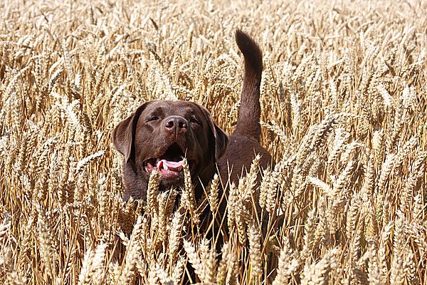 Walks in the Corn Fields