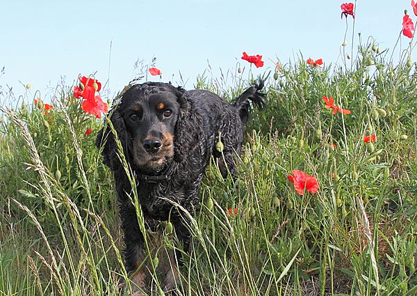 Oskar amongst the poppies