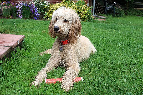 Labradoodle