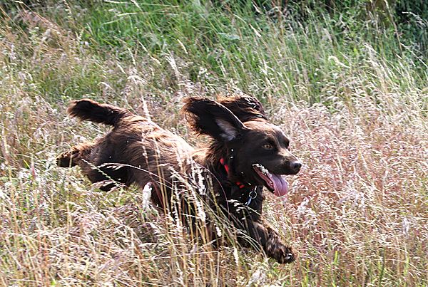 Cocker Spaniel Worster