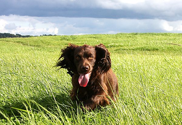 Working Cocker Spaniel