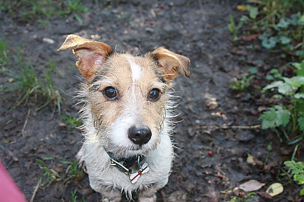 Jack Russell Hugo
