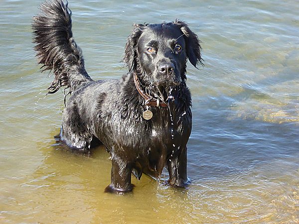 Marley loves the water
