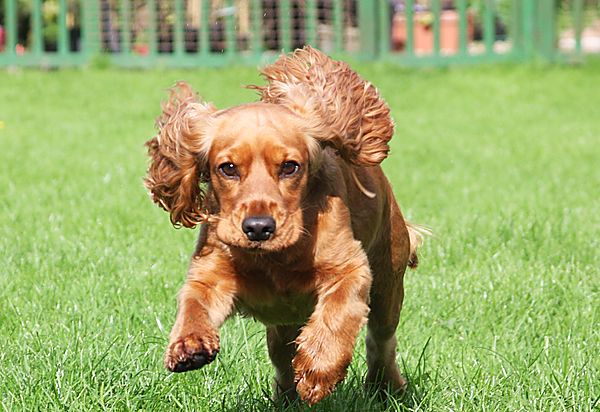 Playfull Cocker Ruby