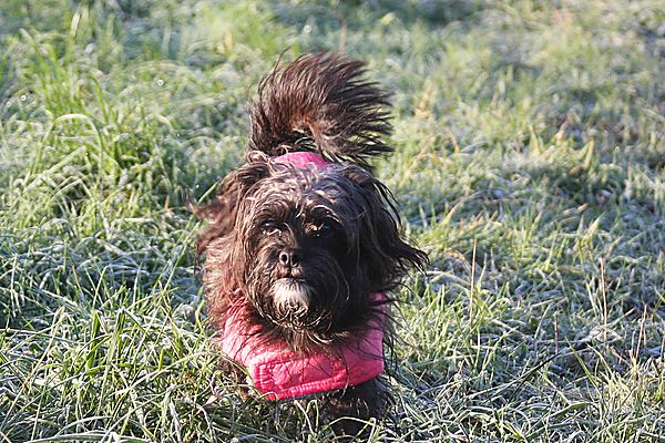 Frosty walks with Bonnie