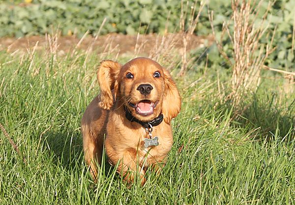 Marlowe out on his first off lead walk