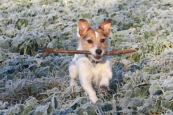 Hugo the Jack Russell