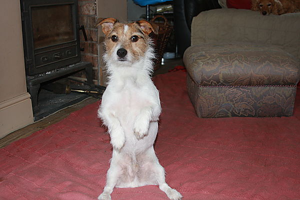 Meerkat impression