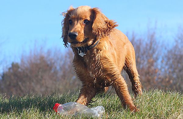 The best toys are free