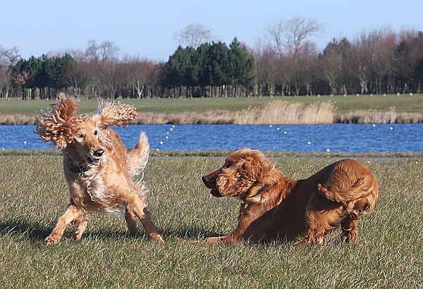 Cockapoo and Cocker Spaniel playing