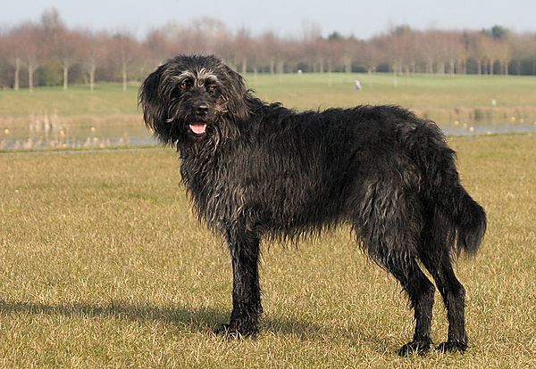 Big dog with a big heart