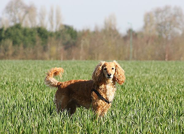 Marley in the fields