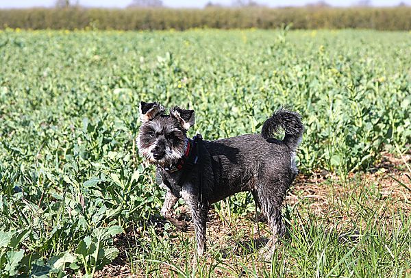 Riley on field walks