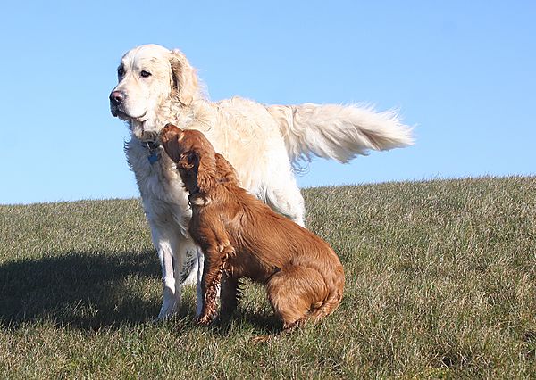 Marlowe meets Barney