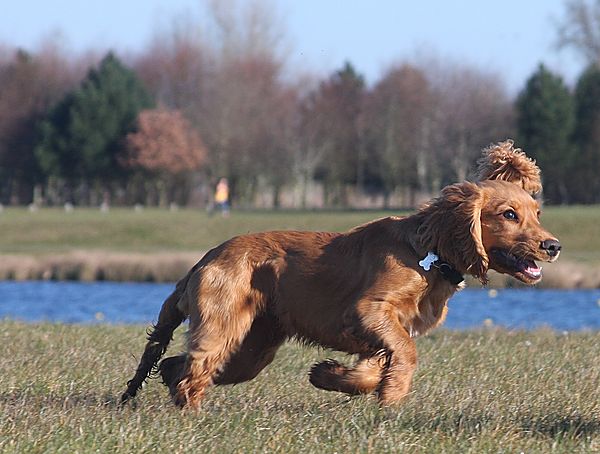 Marlowe sprinting along