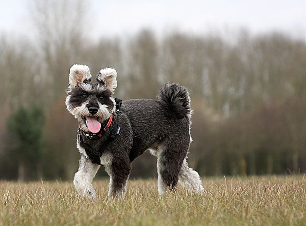 Miniature Schnauzer Riley