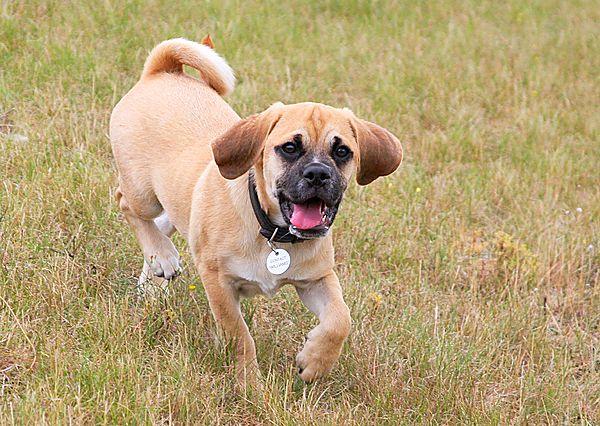 Bruno enjoying walks