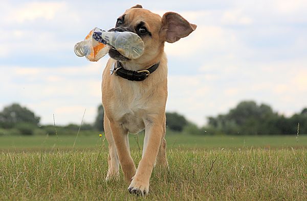Playtime with Bruno the Puggle