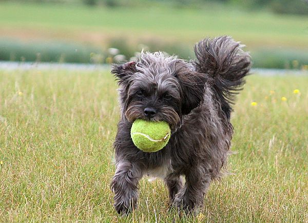 Bonnie loves a game of ball