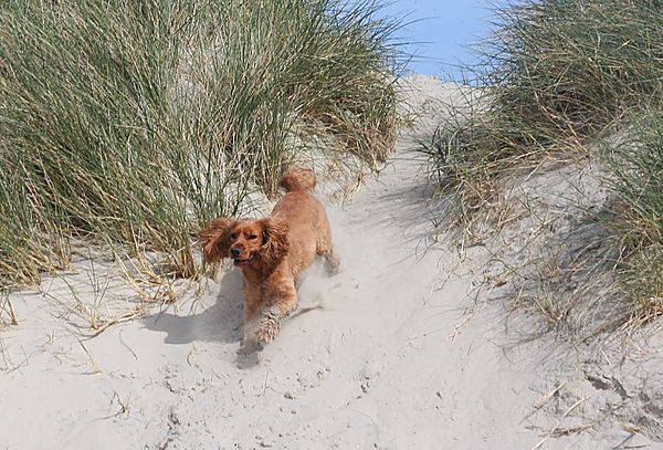 Ruby running down the dunes