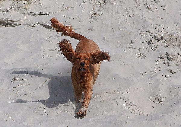 Beach Dog... Ruby