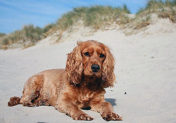 Beach life suits Ruby