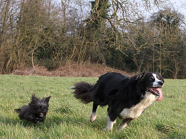 These two fun loving dogs live together